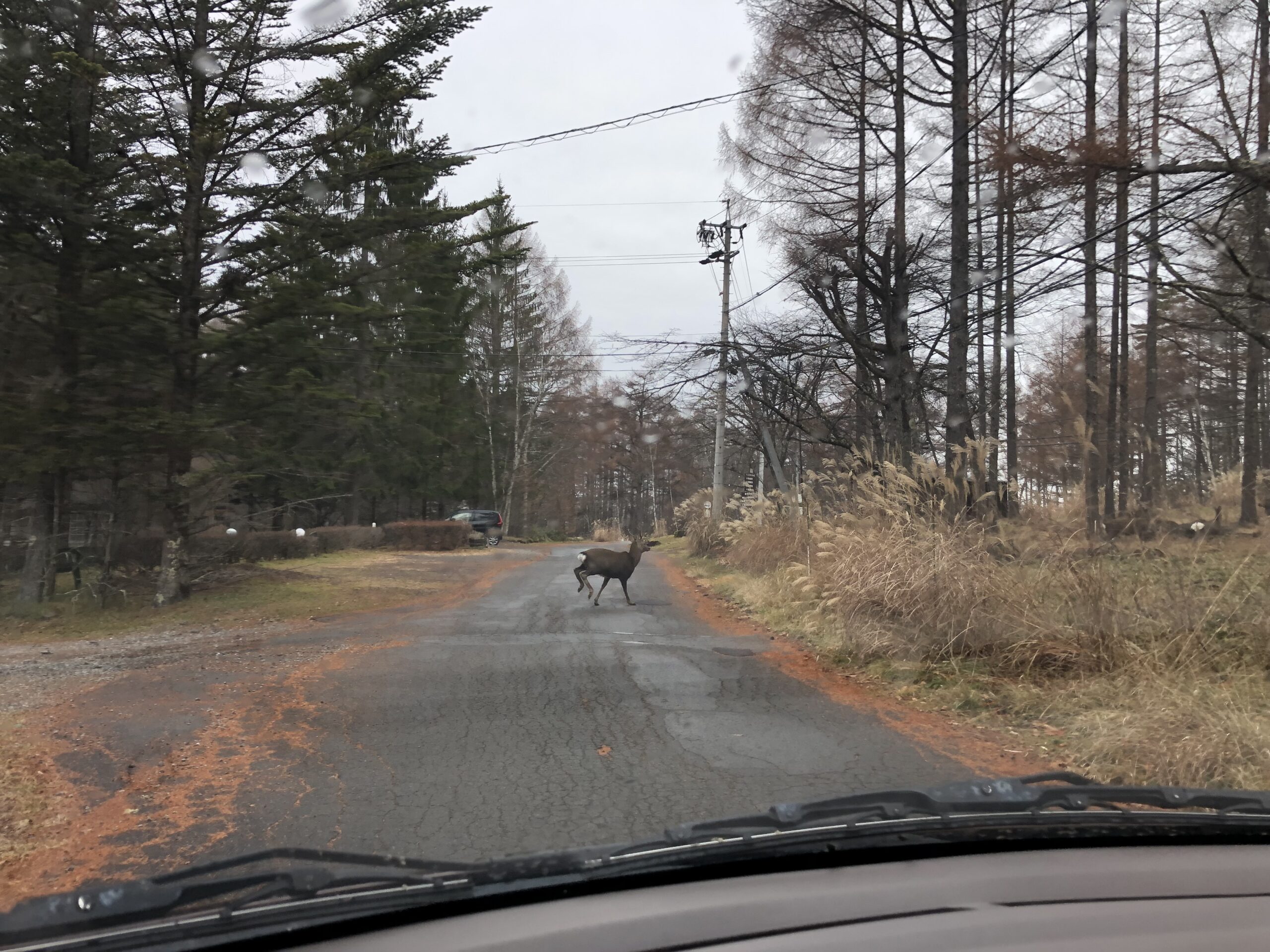 下栗の里 日本鹿 スカル No.16 動画】天空にのびる原風景 日本の
